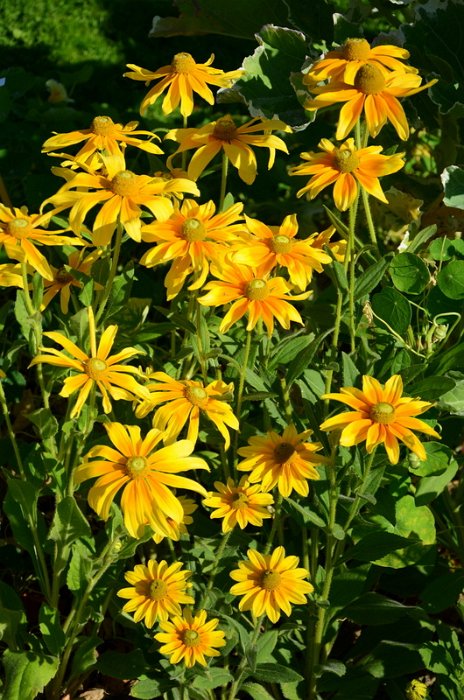 Rudbeckia hirta 'Prairie Sun'